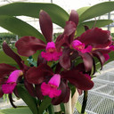 C. Maui Plum 'Volcano Queen' FLASK (Cattleya Clone)