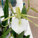 Brassavola nodosa 3N (Plant Only)