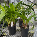 Any Zygopetalum Variety (Plant Only)