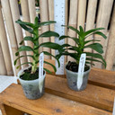 Angraecum conchoglossum x sib (Plant Only)