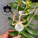 Angraecum conchoglossum x sib (Plant Only)