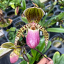 Paph. (primulinum x moqueteanum) (5.5" Pot-Plant Only)