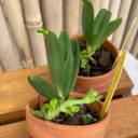 Amesiella monticola (3" Clay Pot)