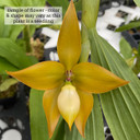 Cycnoches William Clarke (cooperi x herrenhusanum)