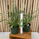 Miltoniopsis Golden Snows 'White Light' (Multi-Spike - 5.5" Pot)