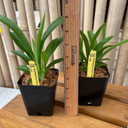 Cochleanthes discolor x sib (Plant Only-4" pot)