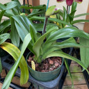 Complex Paphiopedilum (Burgundy- 5.5" Pot)