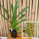 Gram. scriptum v. multiflora x sib (Plant Only)