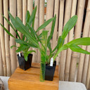 Gram. scriptum v. multiflora x sib (Plant Only)