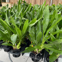 Gram. scriptum v. multiflora x sib (Plant Only)