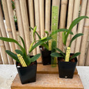 Rlc. Shin Shiang Diamond '#1" (4" Pot)
