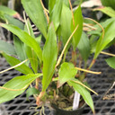 Dendrochilum glumaceum (Multiple Spikes)