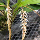 Dendrochilum glumaceum (Multiple Spikes)