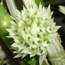 Dendrobium capituliflorum (Plant Only)