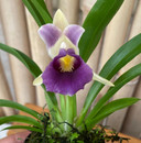 Cochleanthes discolor x sib