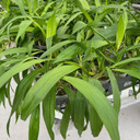 Coryanthes elegantium 'Naranja' x self (Plant Only)