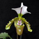 Paphiopedilum spicerianum