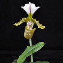 Paphiopedilum spicerianum x sib