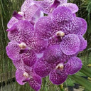 Vanda Kultana Brown x Vanda Gordon Dillon (Plant Only)