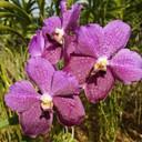 Vanda Kultana Orange x Vanda Kultana Violetta (Plant Only)