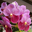 Vanda Lenavat x Vanda Kultana Red (Plant Only)