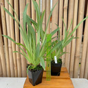Miltoniopsis Hajime Ono 'Standing Tall' (Plant Only)