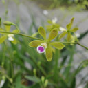 Encyclia tampensis (3" clay pot)