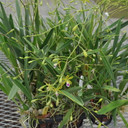 Encyclia tampensis (3" clay pot)