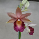 Phaius Lady Ramona Harris 'Looking @ You'