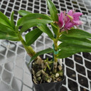 Den. tanii (Miniatures Species)