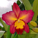 Rlc. Tropic Flame 'Volcano Queen' (Starter-2.75" Pot)