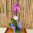 Orchid Delight Special