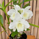 Dendrobium Spring Snow (5" pot) - Plant Only