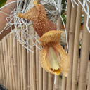 Coryanthes macrantha x Stanhopea tigrina 'Glory of Mexico' 