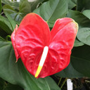Anth. Scarlett Princess (Red Obake) (5.5" Pot)