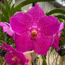 Vanda Kasem's Delight x Dr. Anek (Plant Only)