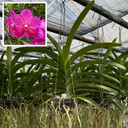Vanda Kasem's Delight x Dr. Anek (Plant Only)