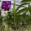 Vanda Jake Justin Tkatchenko (Plant Only)