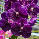 Vanda Jake Justin Tkatchenko (Plant Only)