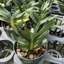 Angraecum Lemforde White Beauty (Plant Only - 5" Pot)