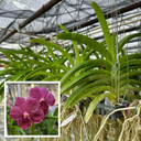 Vanda Kulwadee x(Dr. Anek x Bitz’s Heartthrob) (Not Blooming)