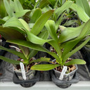 Phal. Forbidden Fruit (Plant Only-Low Spike)