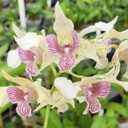 Den. Royal Chip 'Pinkie' x Den. polysema (4" Pot) - Not Flowering