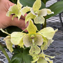 Den. Royal Chip 'Pinkie' x Den. polysema (4" Pot) - Not Flowering