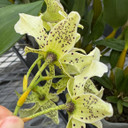 Den. Royal Chip 'Pinkie' x Den. polysema (4" Pot) - Not Flowering