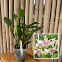Den. Royal Chip 'Pinkie' x Den. polysema (4" Pot) - Not Flowering