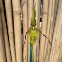 Phragmipedium longifolium ‘Fernbrook’ x self