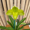 Paph. insigne v. sanderae x sib (5.5" Pot) - Budded Paph. insigne v. sanderae x sib (5.5" Pot) - Budded