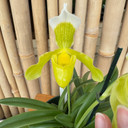 Paph. insigne v. sanderae x sib (5.5" Pot) - Budded Paph. insigne v. sanderae x sib (5.5" Pot) - Budded