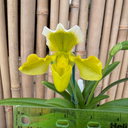 Paph. insigne v. sanderae x sib (5.5" Pot) - Budded Paph. insigne v. sanderae x sib (5.5" Pot) - Budded